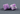 Gateron Orchid Full POM Linear Hall Effect Switches (10 Stück) - MonacoKeys